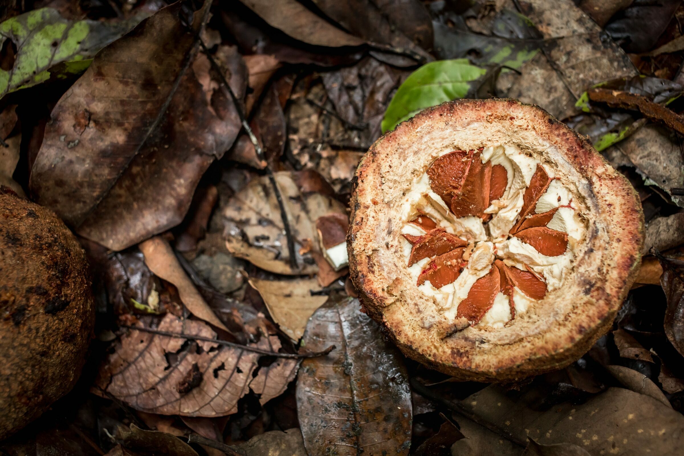 Foto de Aline Fidelix  8