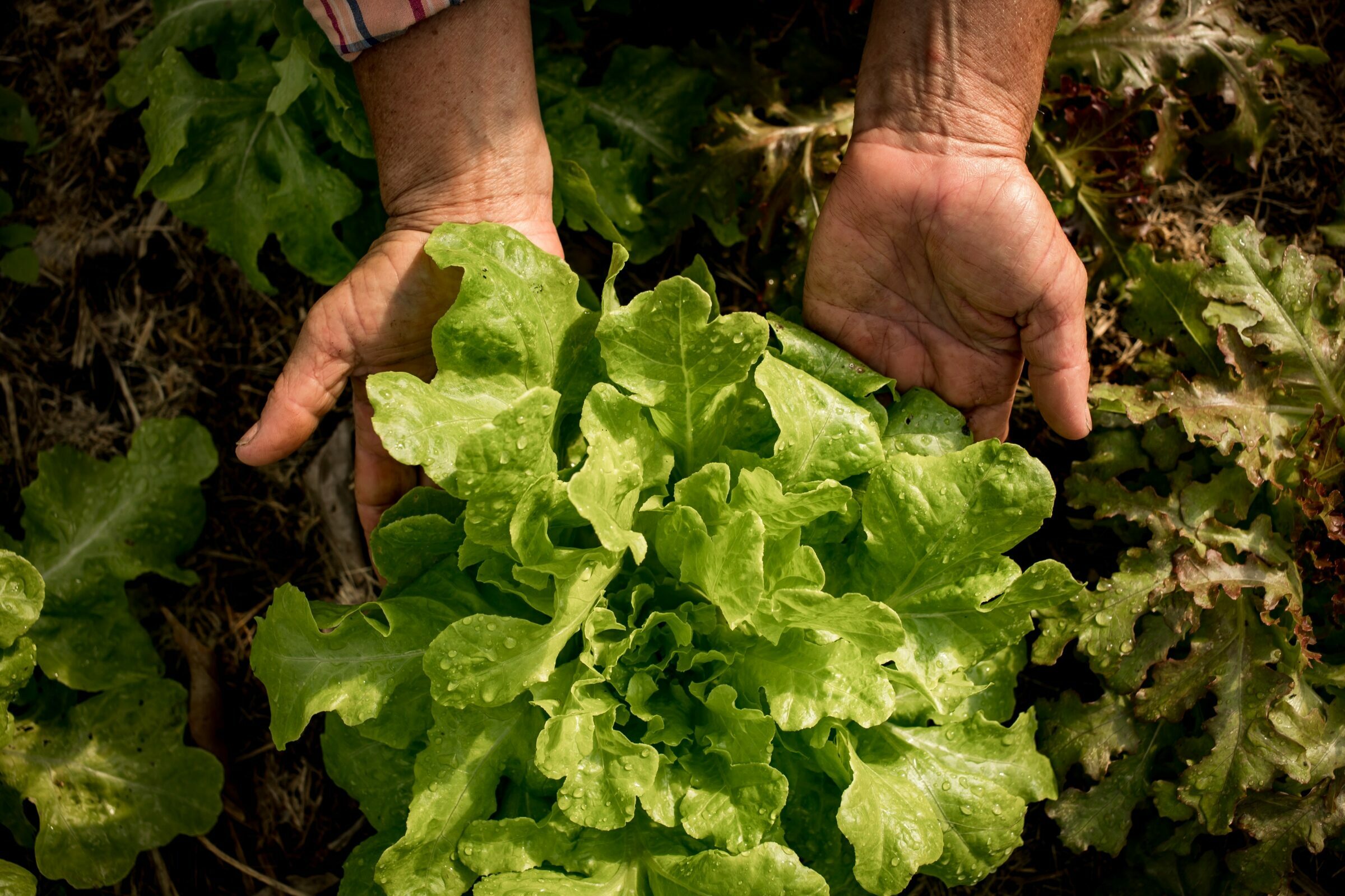 Foto de Aline Fidelix  11