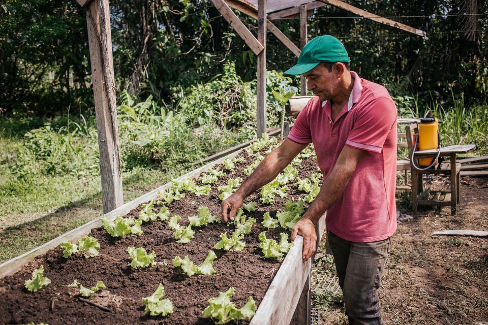 Codajás Terra do Açaí - TRIAS