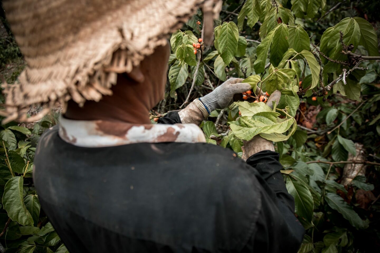 Guaraná No Amazonas