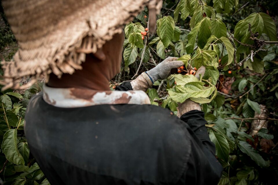Guaraná No Amazonas